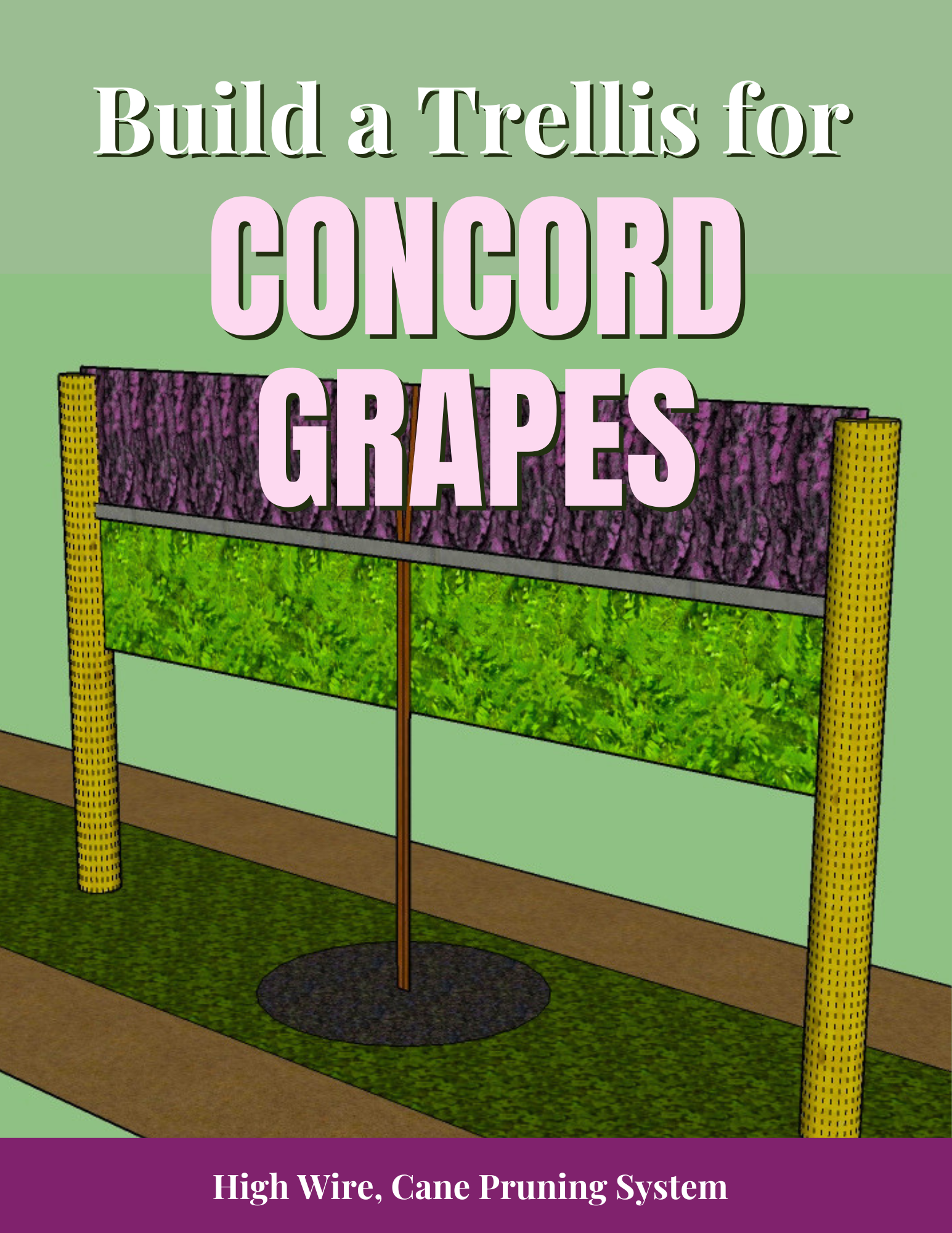 Build a Trellis for Concord Grapes