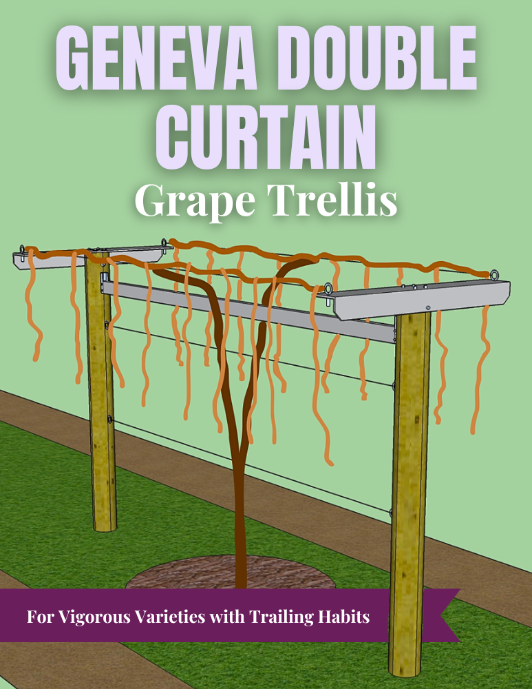 Geneva Double Curtain Grape Trellis