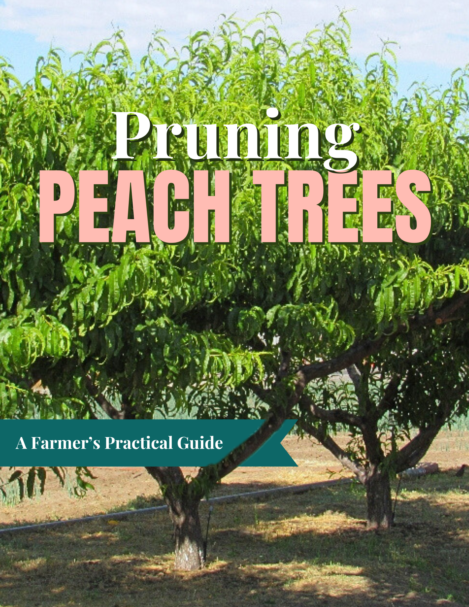 Pruning Peach Trees