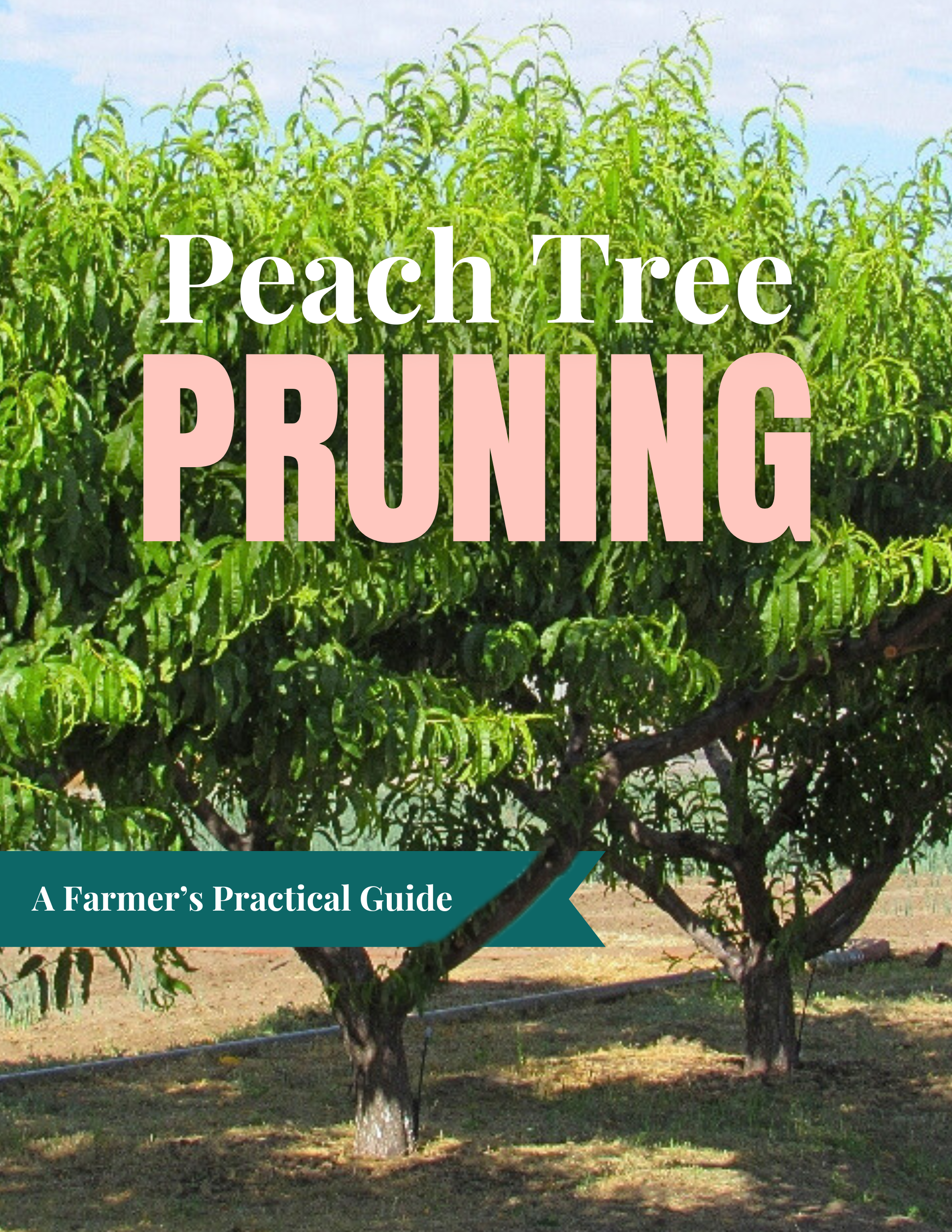 Peach Tree Pruning